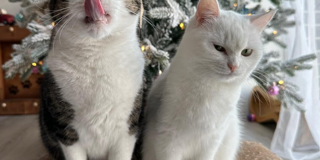 Кто умнее - Мята или Аляска?