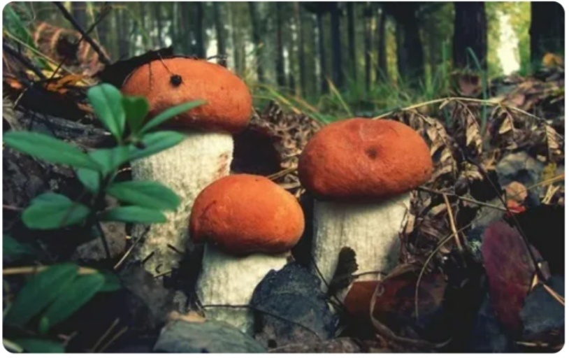 Фото из свободного доступа. 