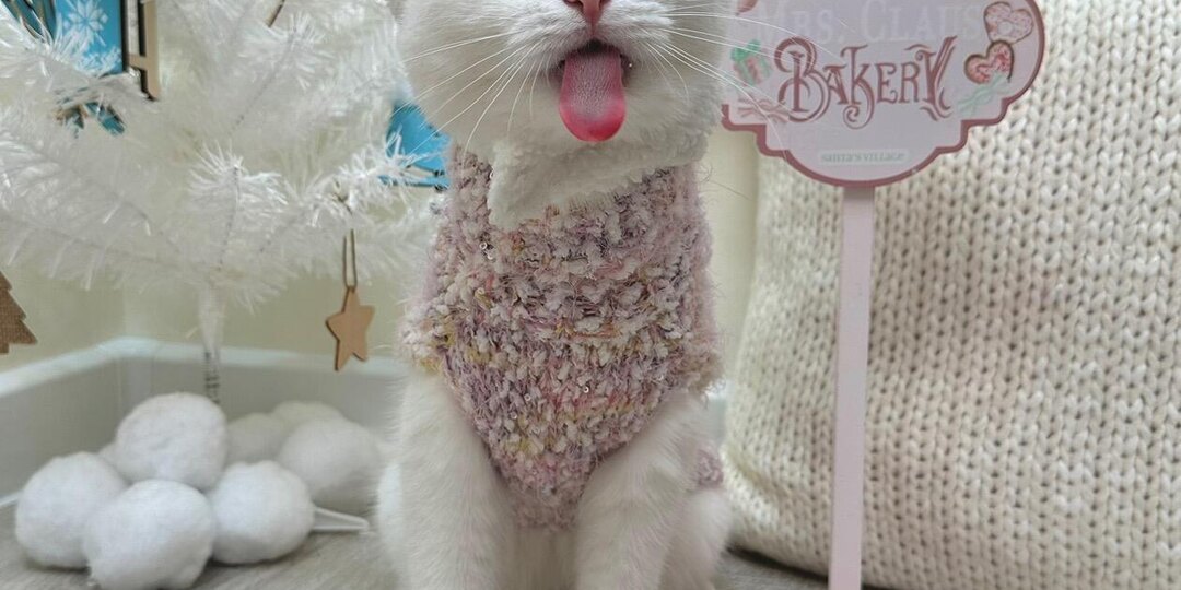 Новогодний стол и котики - что можно дать?