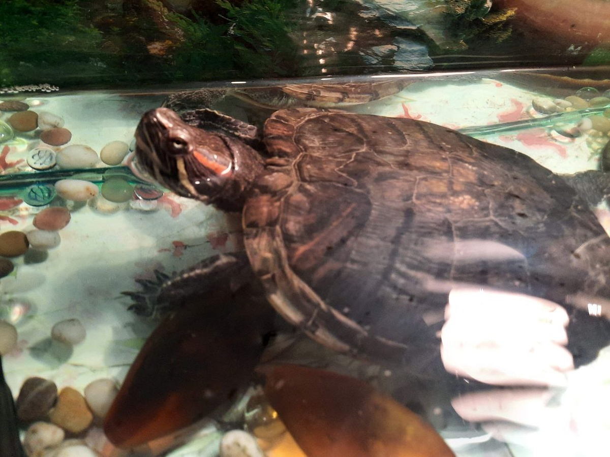 Когда-то они были очень модными, от чего и пострадали