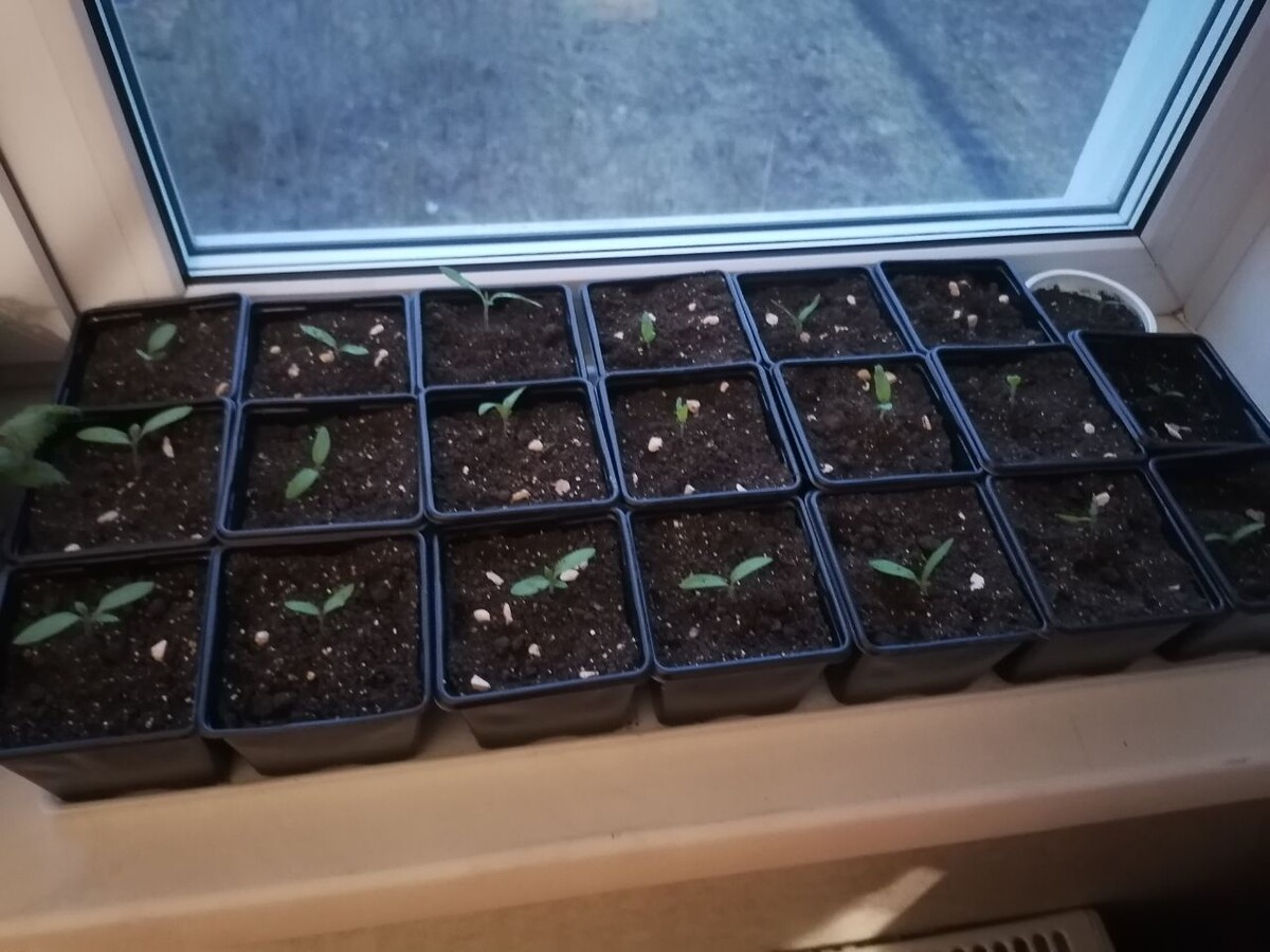 Уличные сеяла в конце марта