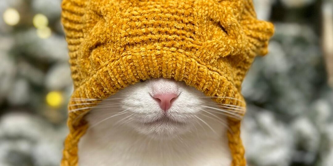 Как обезопасить питомца в Новый год?