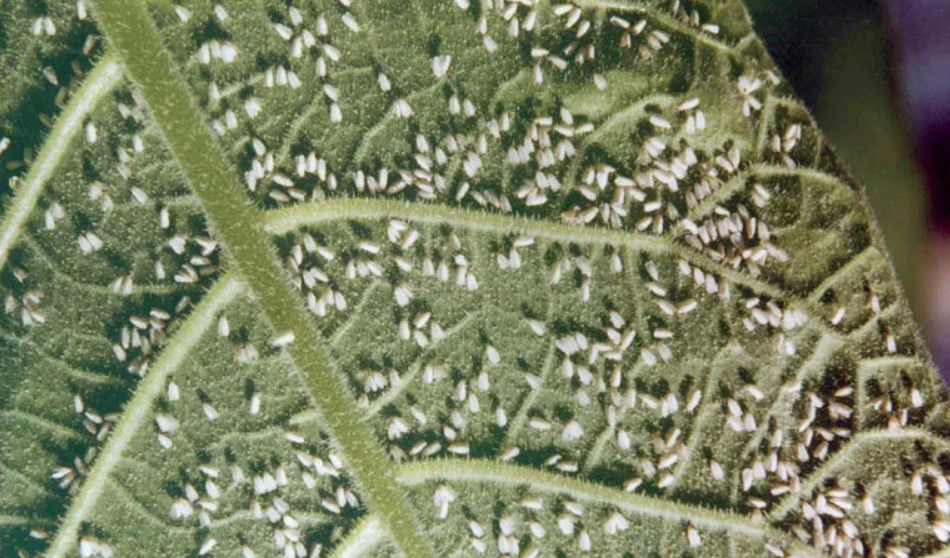 Как избавиться от тли