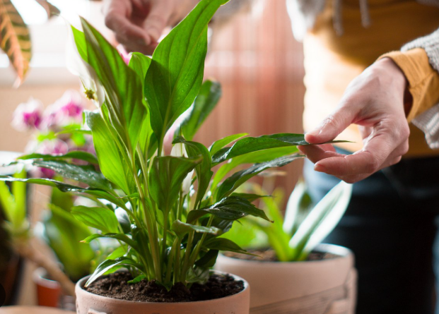 комнатные ростения 