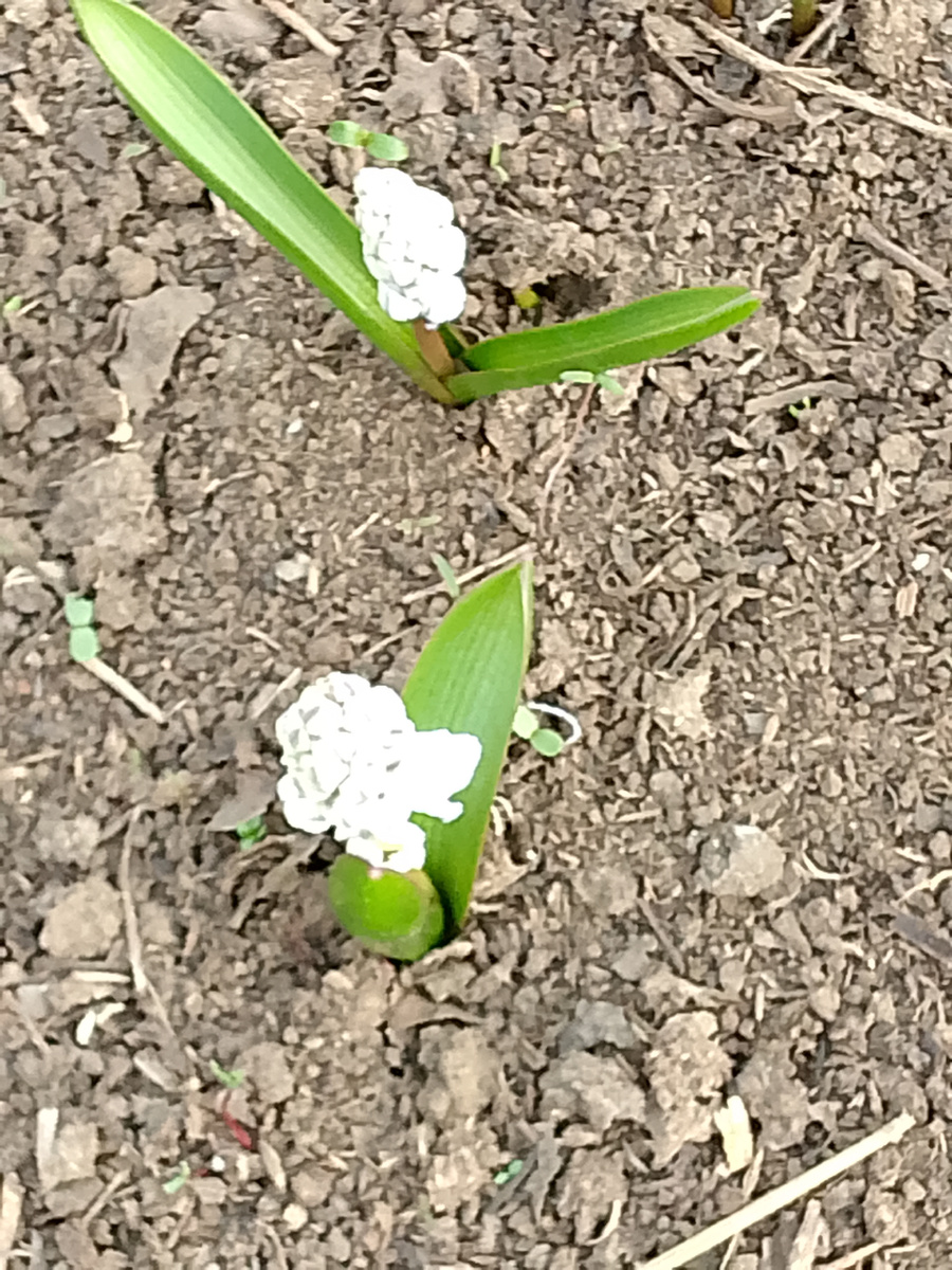 Я увеличила фото,а так цветы очень маленькие