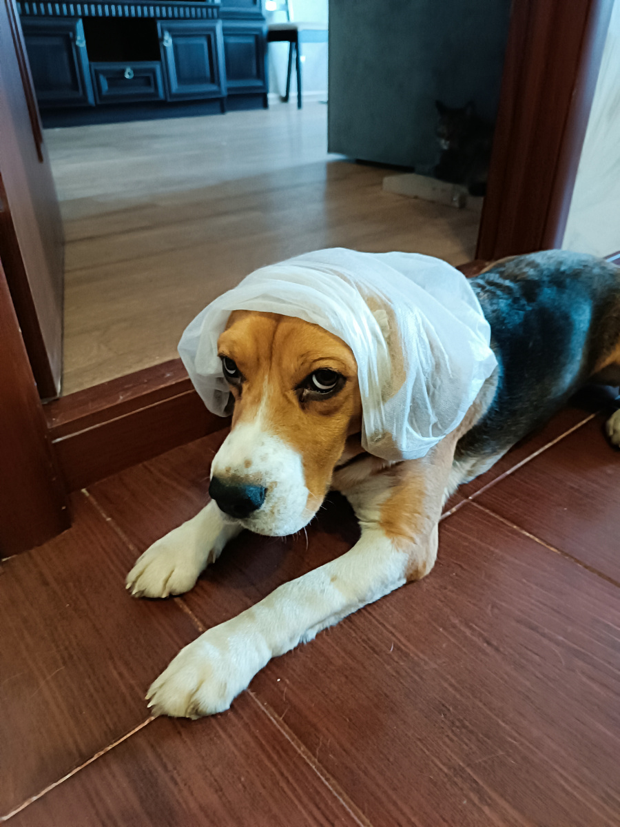 Мартин, обожает чистые тарелки. Всегда вылизывает до блеска. 