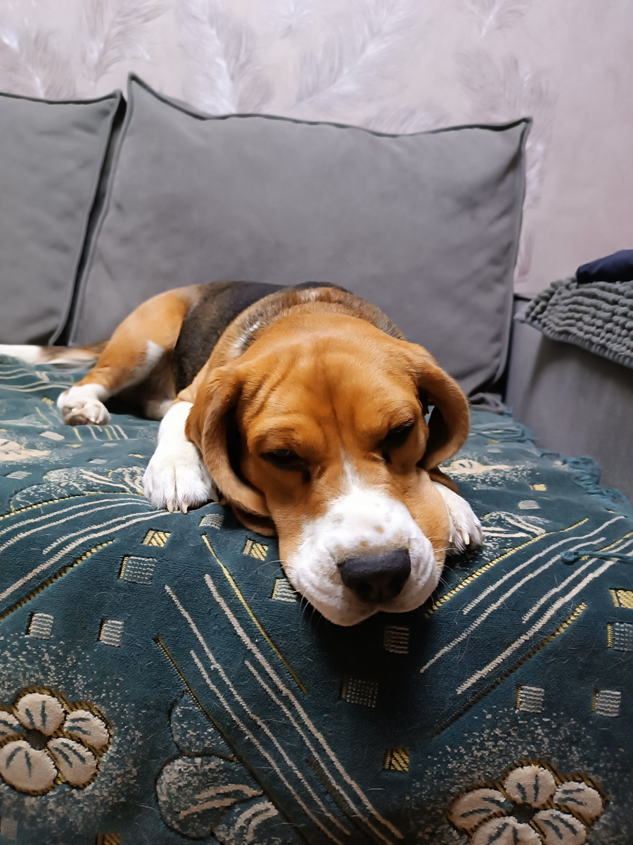 И лежим мы на хозяйским диване. Греем место.. 