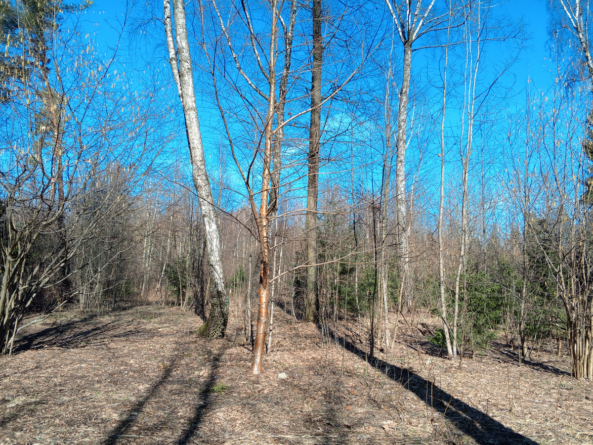 Лесопарк г. Зеленоград