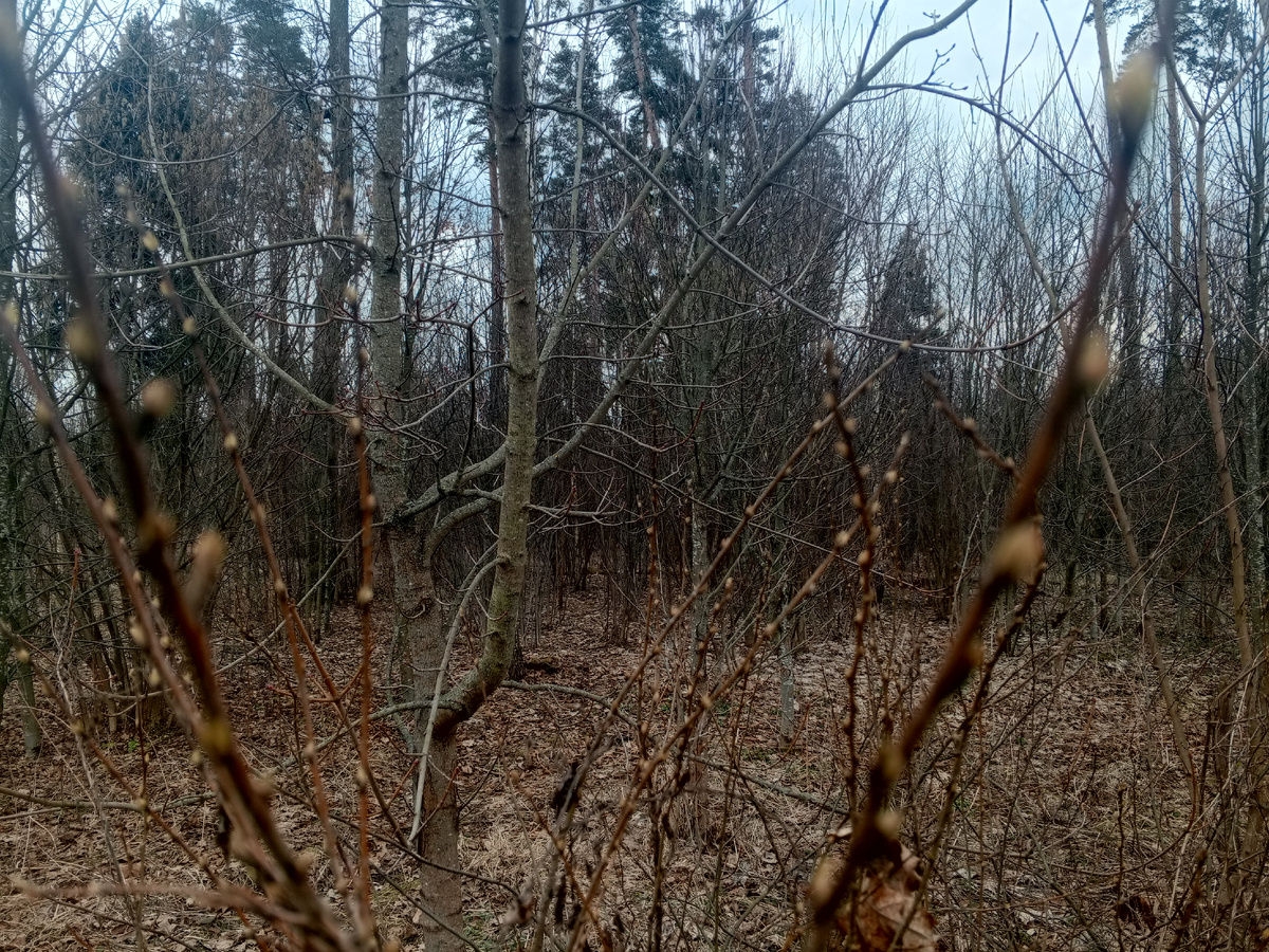 Набухают почки