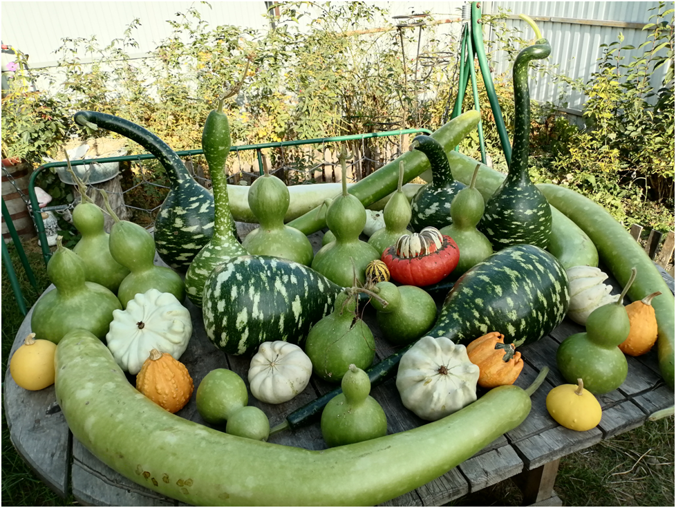 Личное фото автора.Крайний сбор лагенарий и остатки декоративных тыкв.