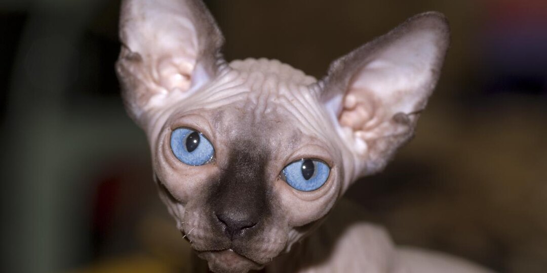 Сфинксы в доме: вот как правильно ухаживать за этой породой