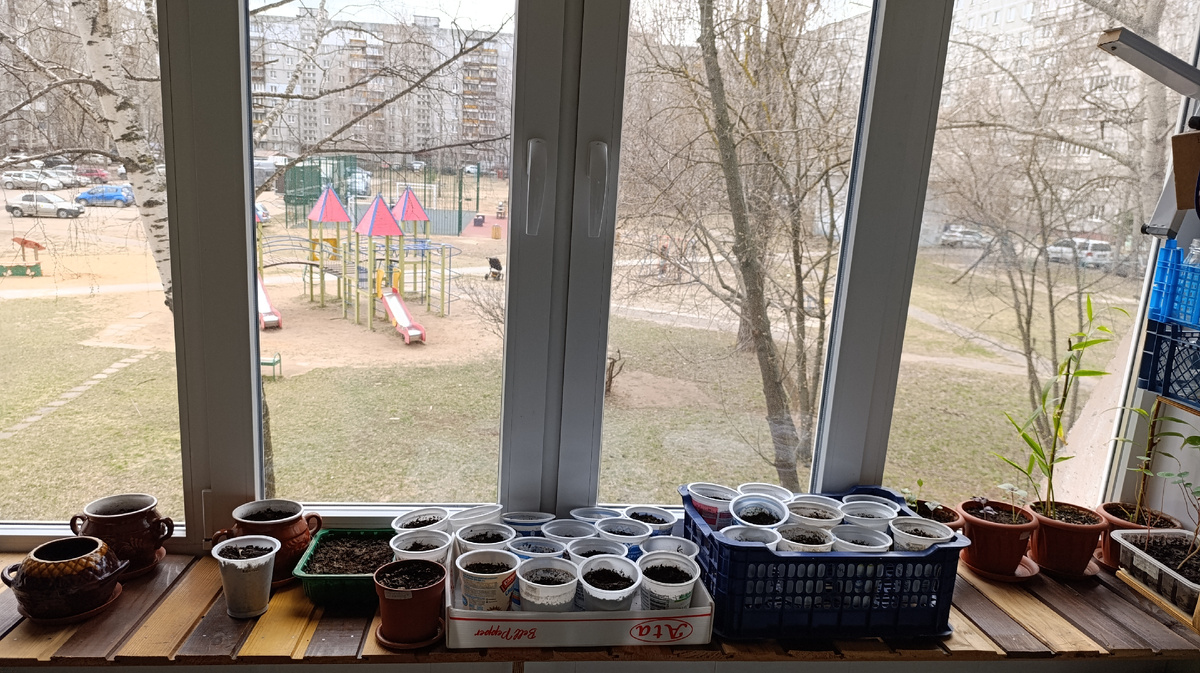 Невзошедшее в стаканчиках и горшочках Справа - угадайте, что это зелёное, похоже на траву? :P