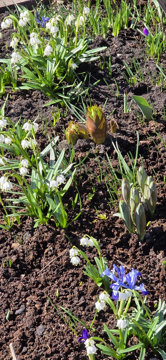 Обычный уголог в саду в минувшую пятницу.