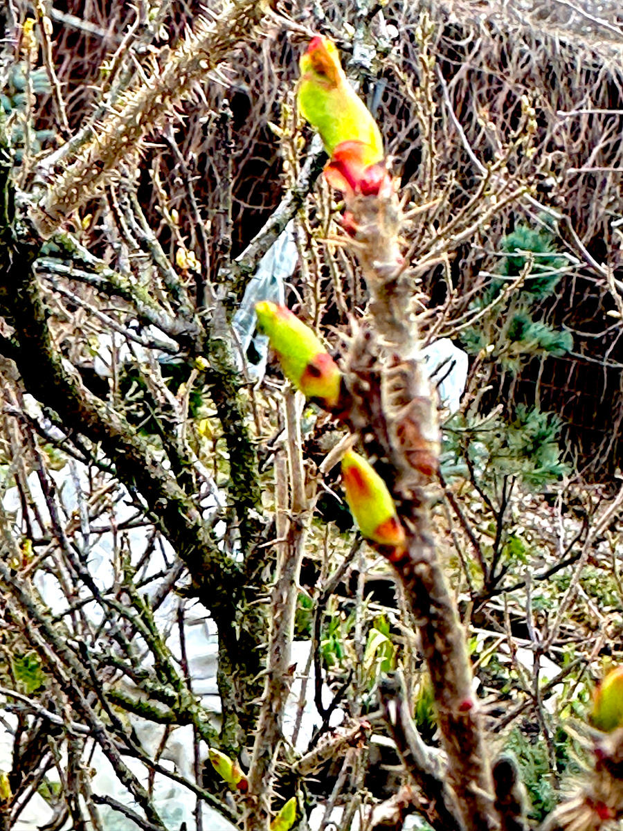 На шиповнике-розе морщинистой бутоны уже разворачиваются.