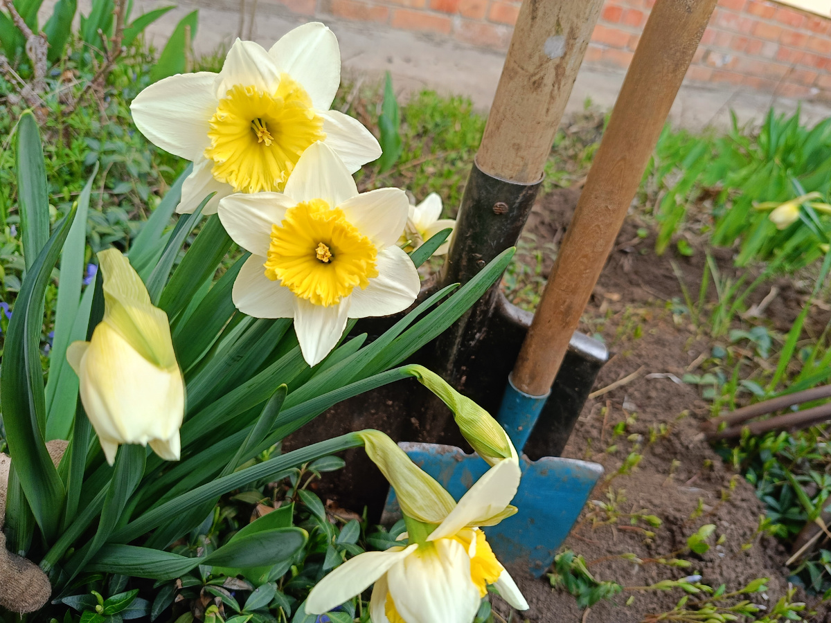 Наши нарцисы