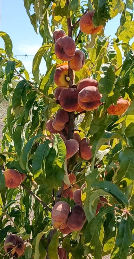 Персик инжирный Пинк Ринг