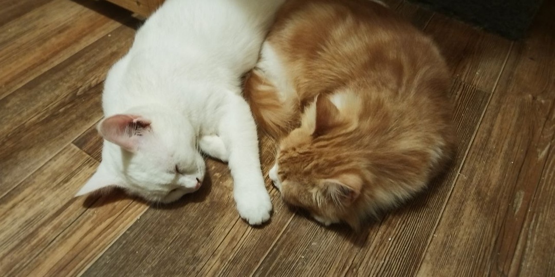 Котята из Калужской области. Было семь, осталось шесть. Но сегодня не об этом