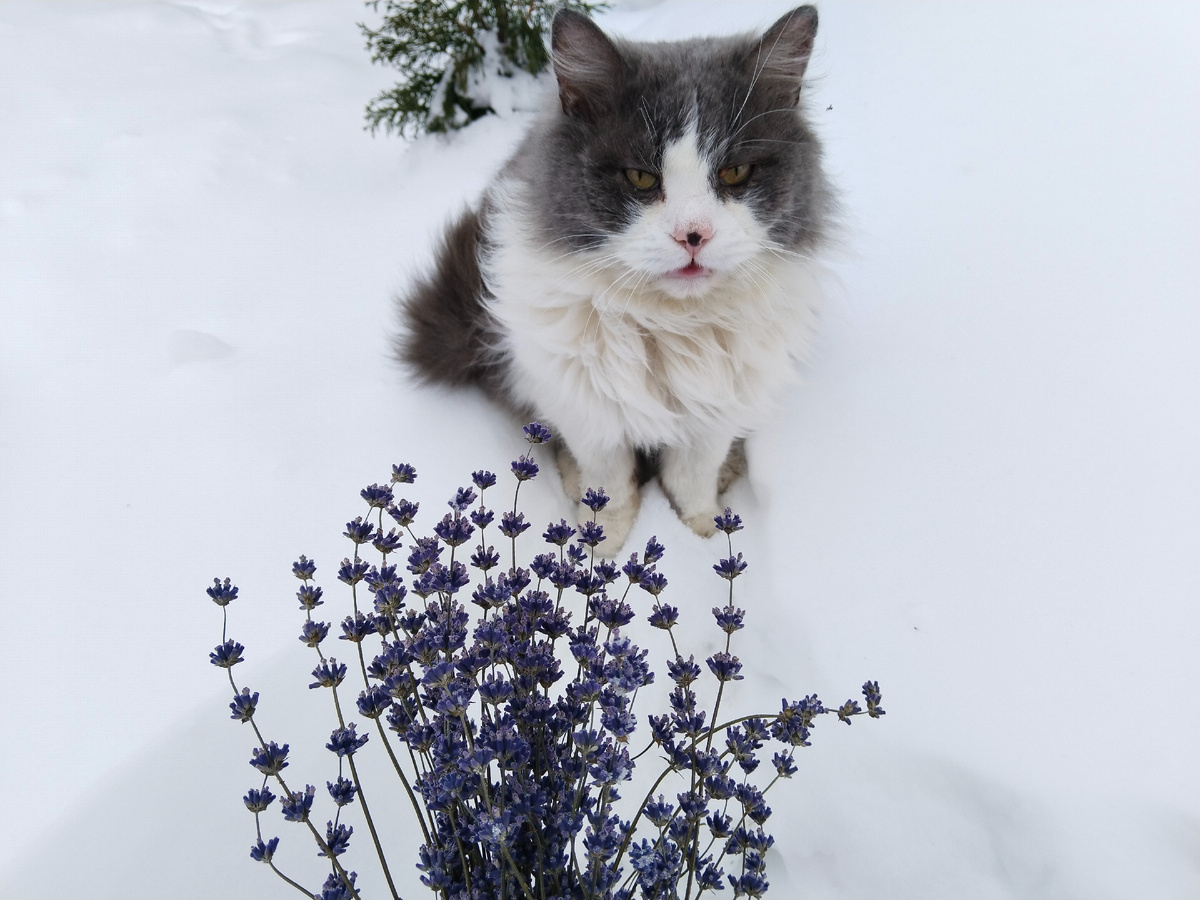 Аромат лаванды