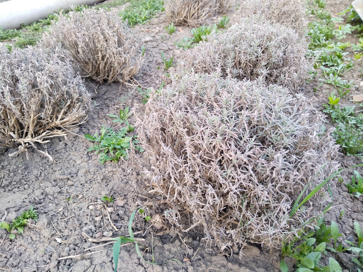 В этом году 2025 эта лаванда была почти без снега зимой, даже "загорела", точнее обгорела на солнце. Вот такой вид весной, конец апреля.