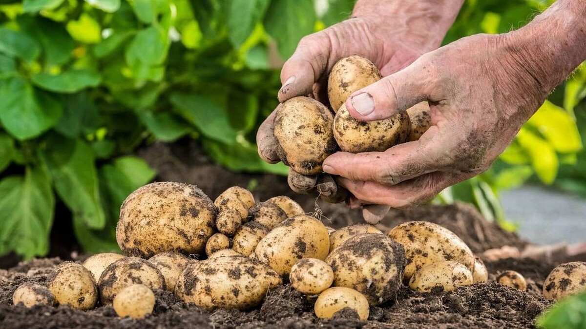     Источник: universe.roboflow.com