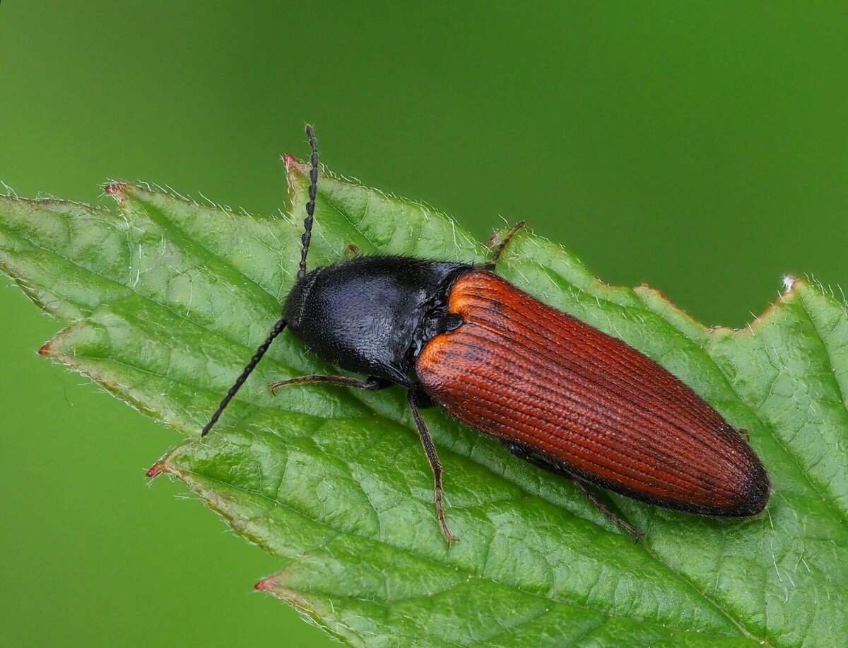     Источник: flickr.com