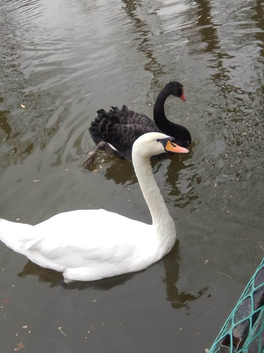 Черный лебедь просто шикарен). Эти птички даже кушают с рук, приручены.