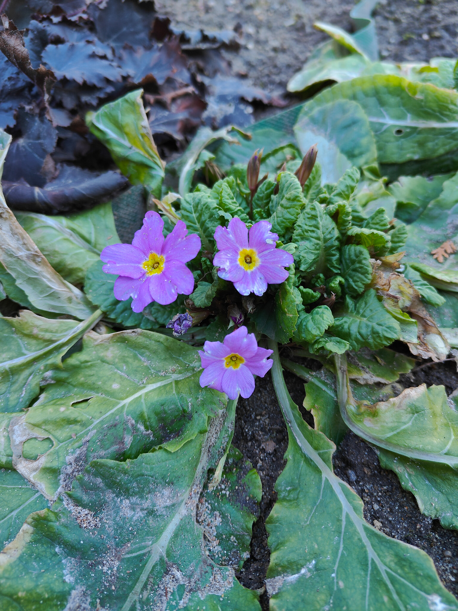 Примула обыкновенная.