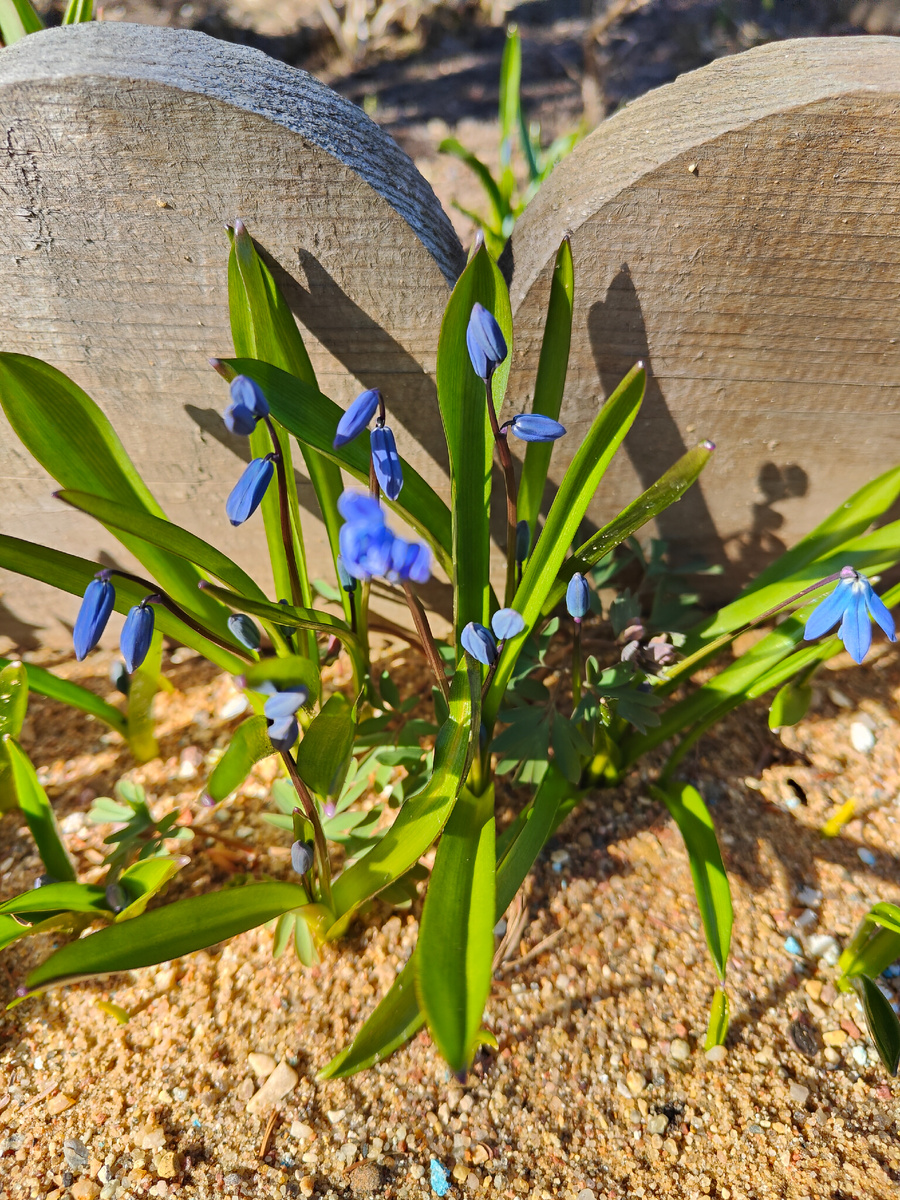 Пролеска сибирская.