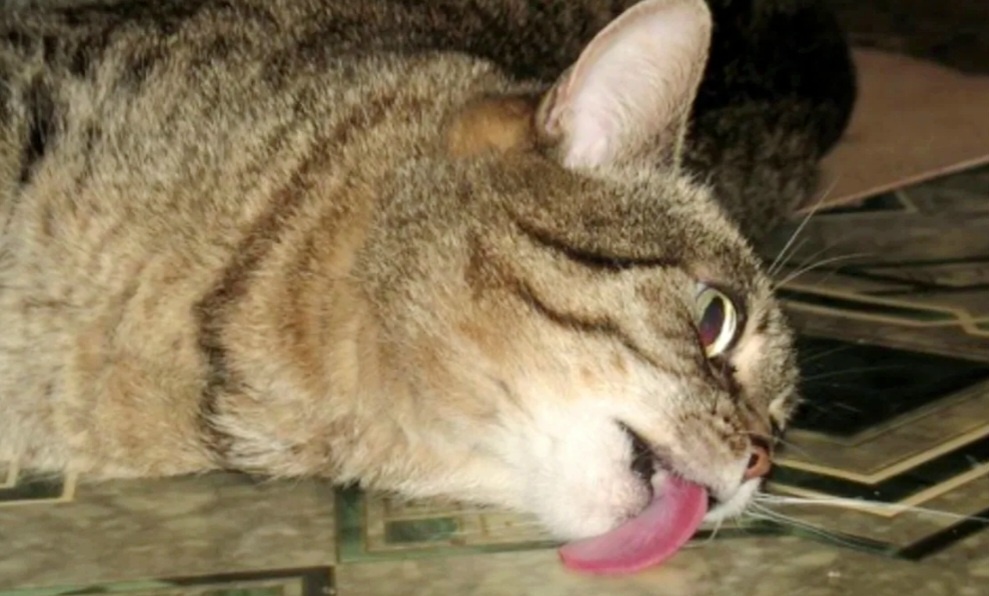 Чистота до последней крошки!