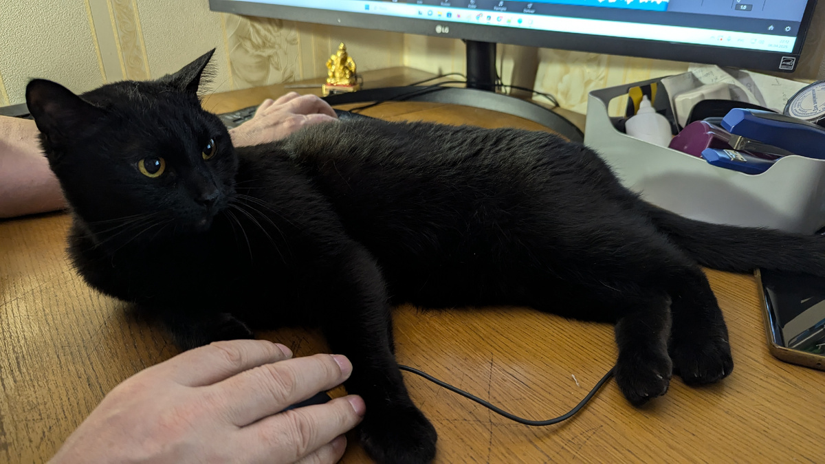 Милый котик