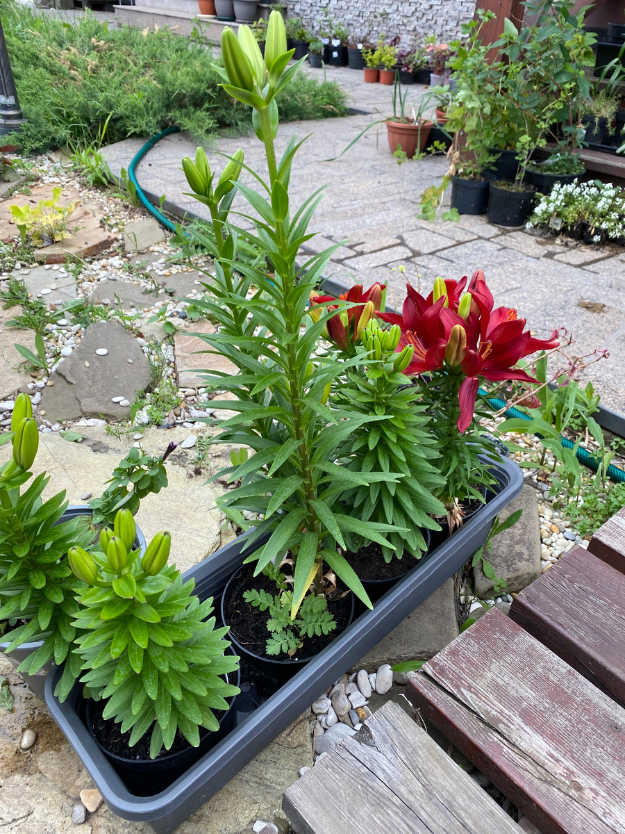 Низкорослые азиатские лилии, фото автора