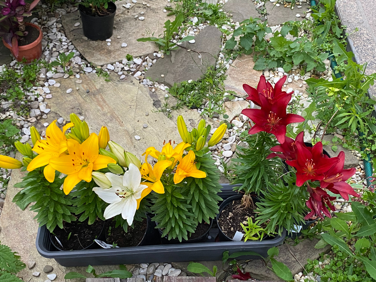 Низкорослые азиатские лилии, фото автора