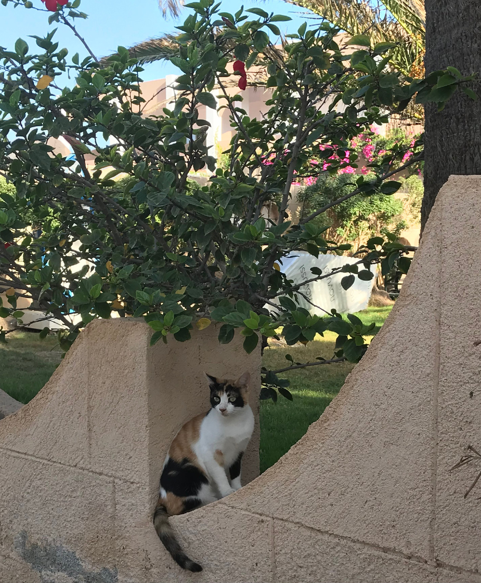 На Родосе много кошек.