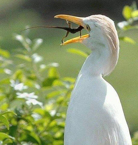 иллюстрация из сети интернет.