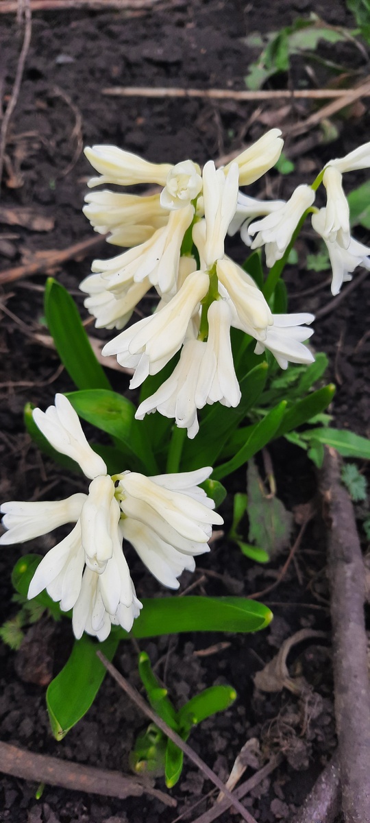Как же они, бедненькие, переживут снегопад? Ведь, если сегодня в Москве снег, то завтра у нас, так почти всегда бывает 😪