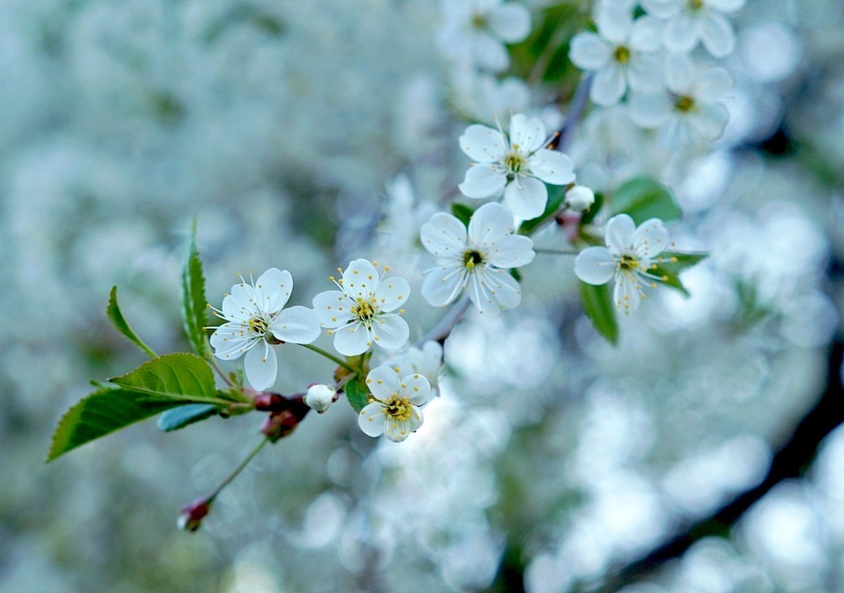 Весна, скоро будет красота! Все фото авторские. 