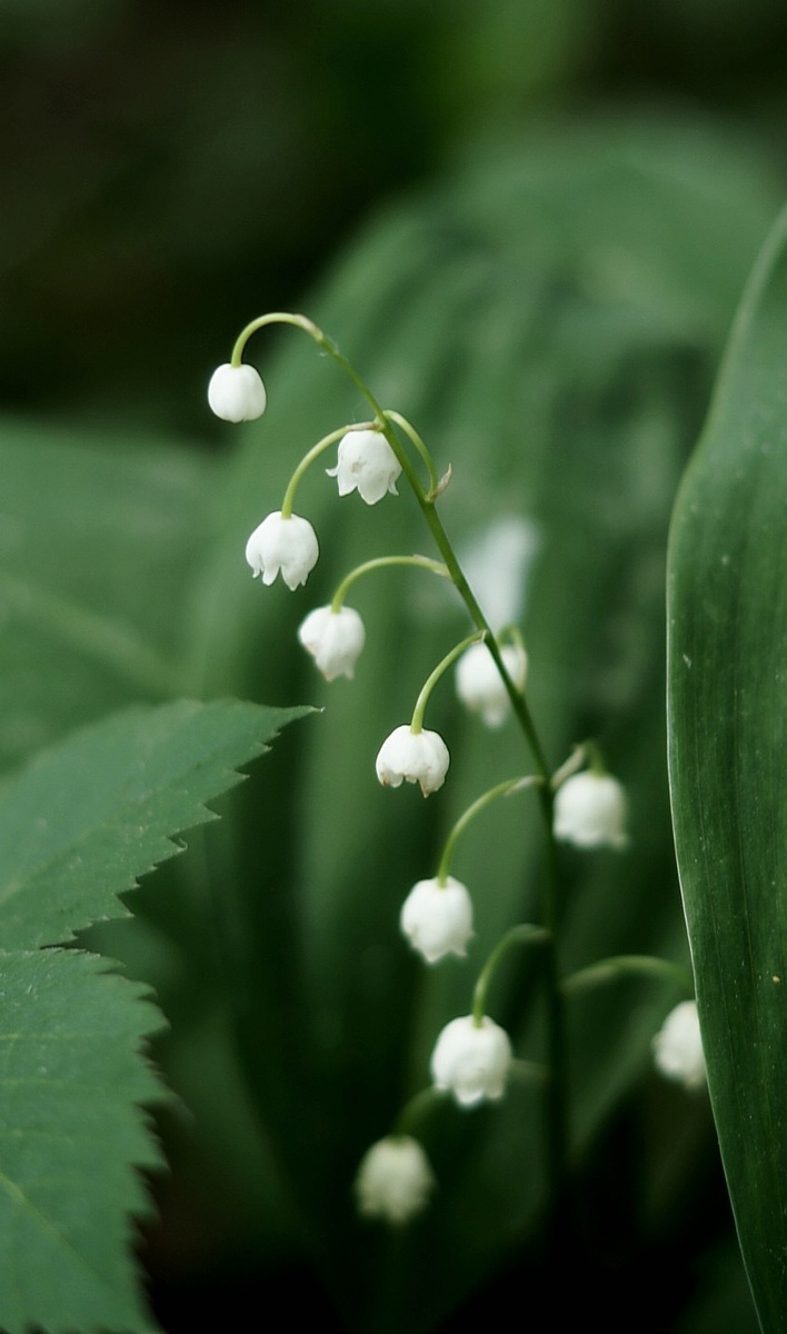 Красивый, но ядовитый! Все фото авторские. 