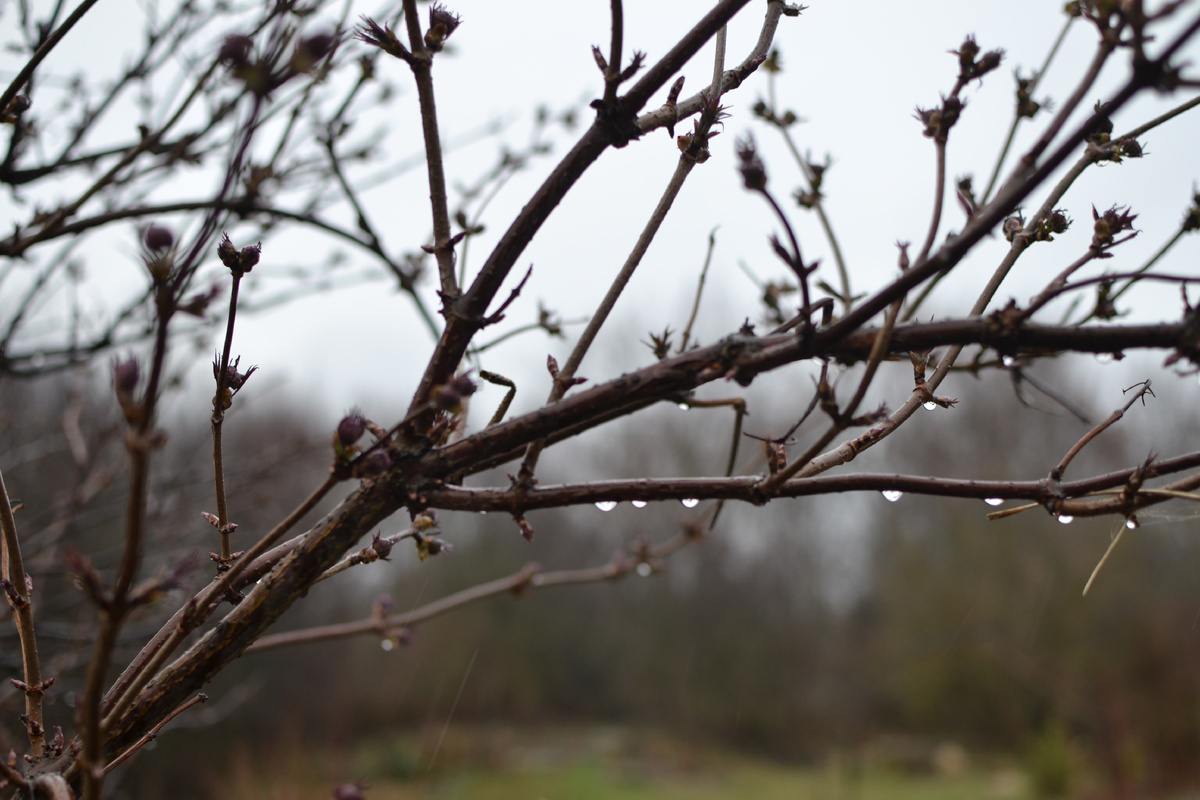 Бузина и дождь