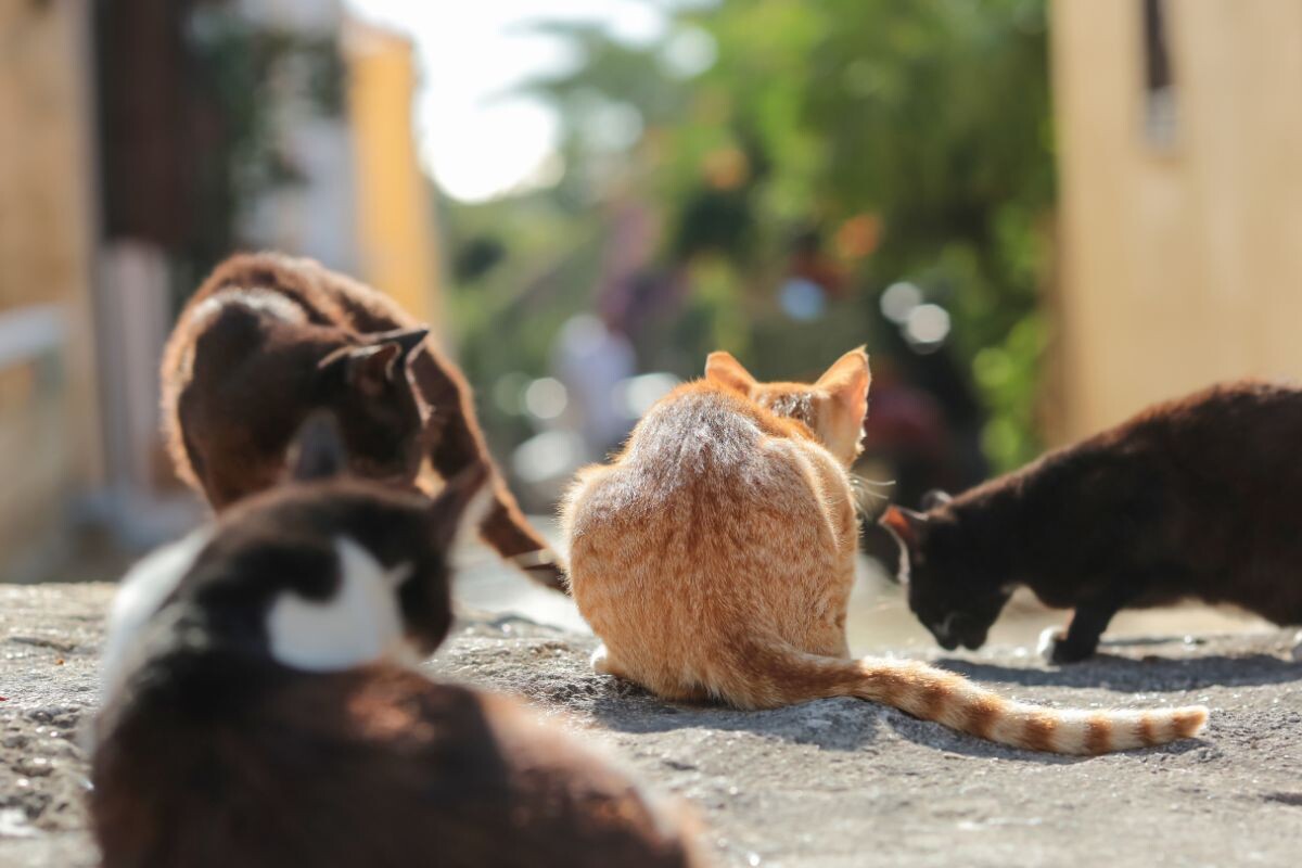 Уличные кошки 