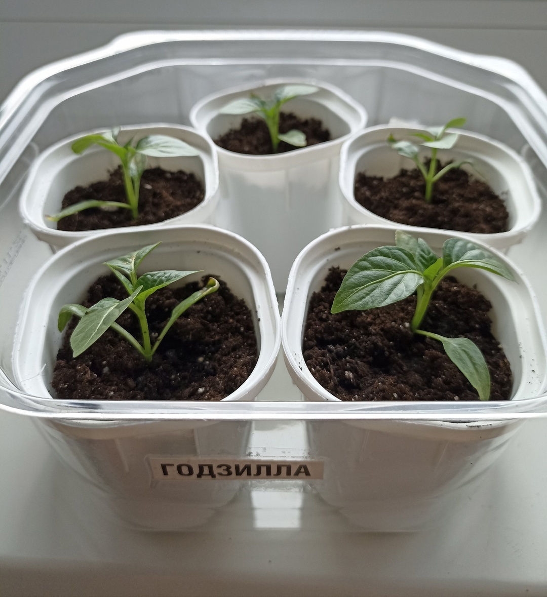 Сладкий перец Годзилла