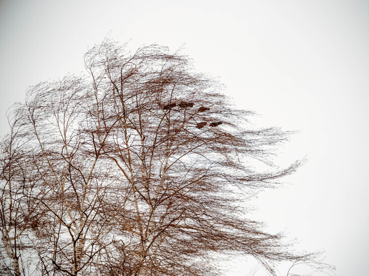 Иллюстрация из Яндекса