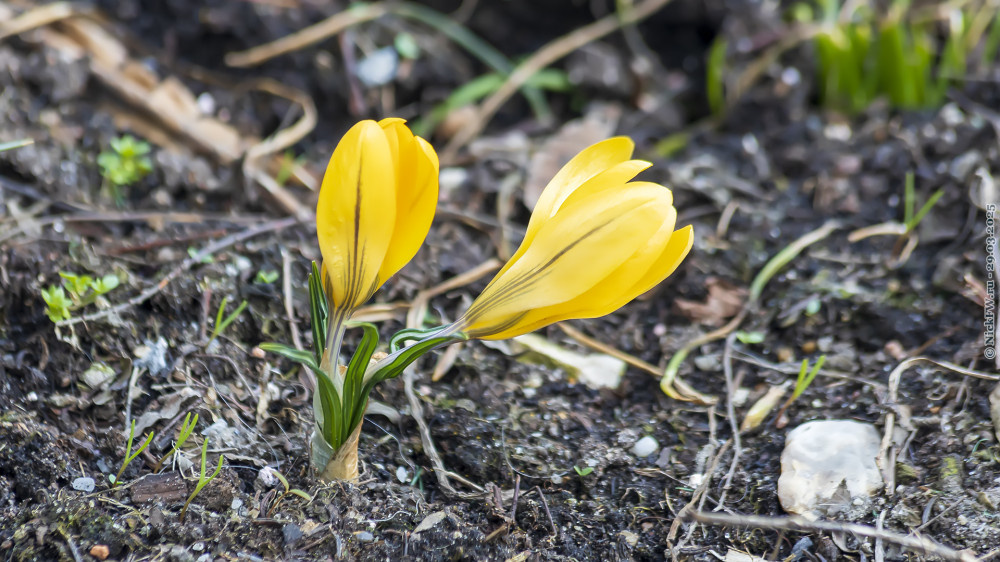 2. Крокусы в палисаднике © NickFW.ru — 29.03.2025г.