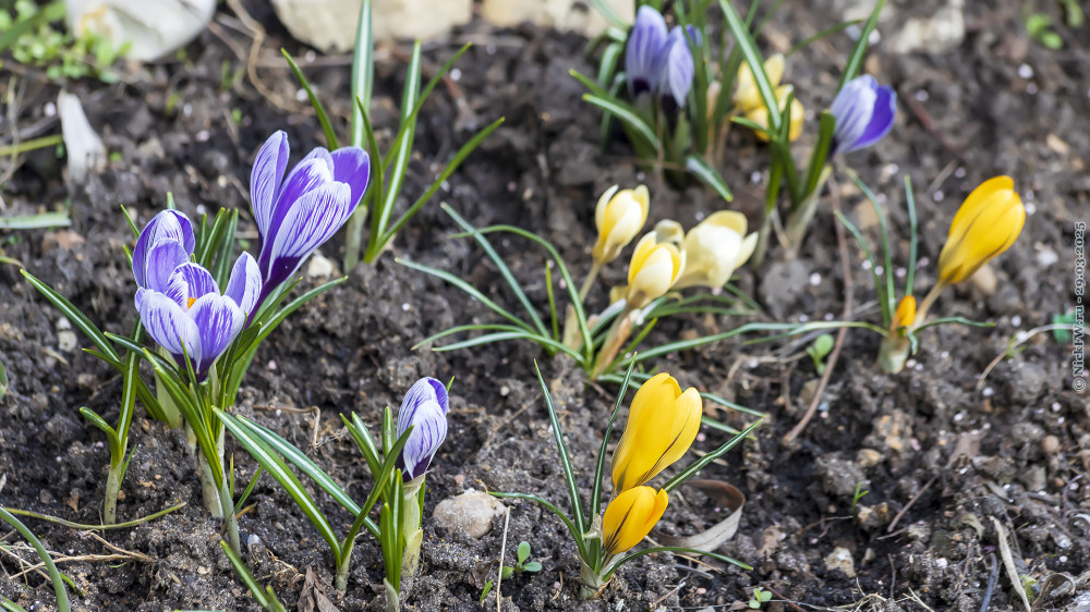 1. Крокусы в палисаднике © NickFW.ru — 29.03.2025г.
