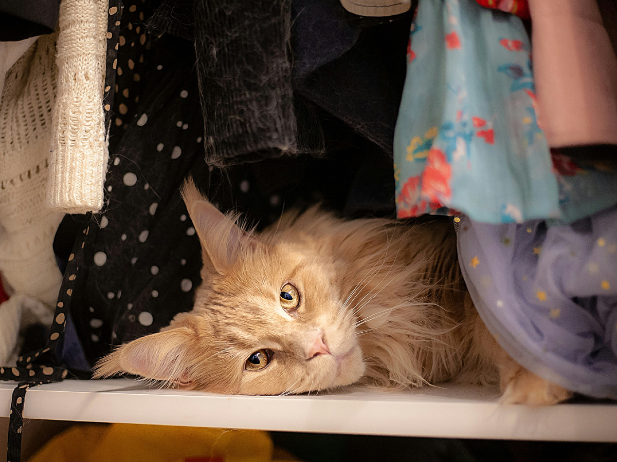 Что интересно, даже во сне куну нужно понимать, что дом остался под бдительным присмотром, а владелец находится где-то неподалёку. 