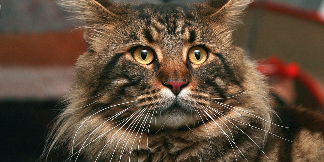 8 особенностей мейн-кунов, о которых умалчивают некоторые заводчики