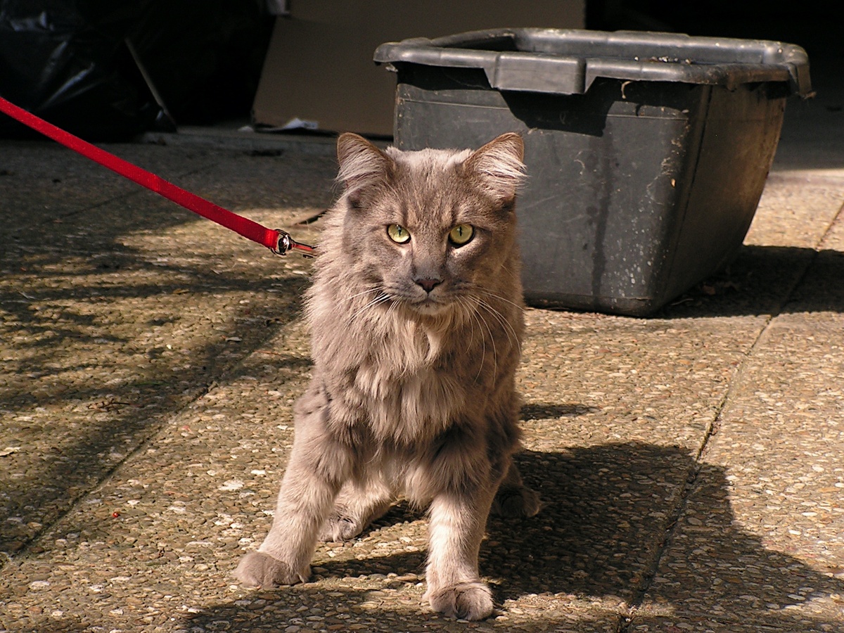 Иначе «диверсии» неизбежны. Кун быстро выводит из строя стратегические объекты, а подсчёт убытков превращается в летопись денежных смет. cyberkov, CC BY-NC-SA 2.0