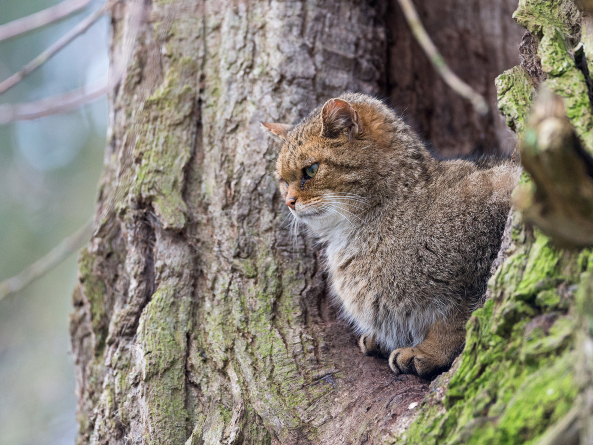 Фотография: thewaspfactory74, CC BY-NC-SA 2.0