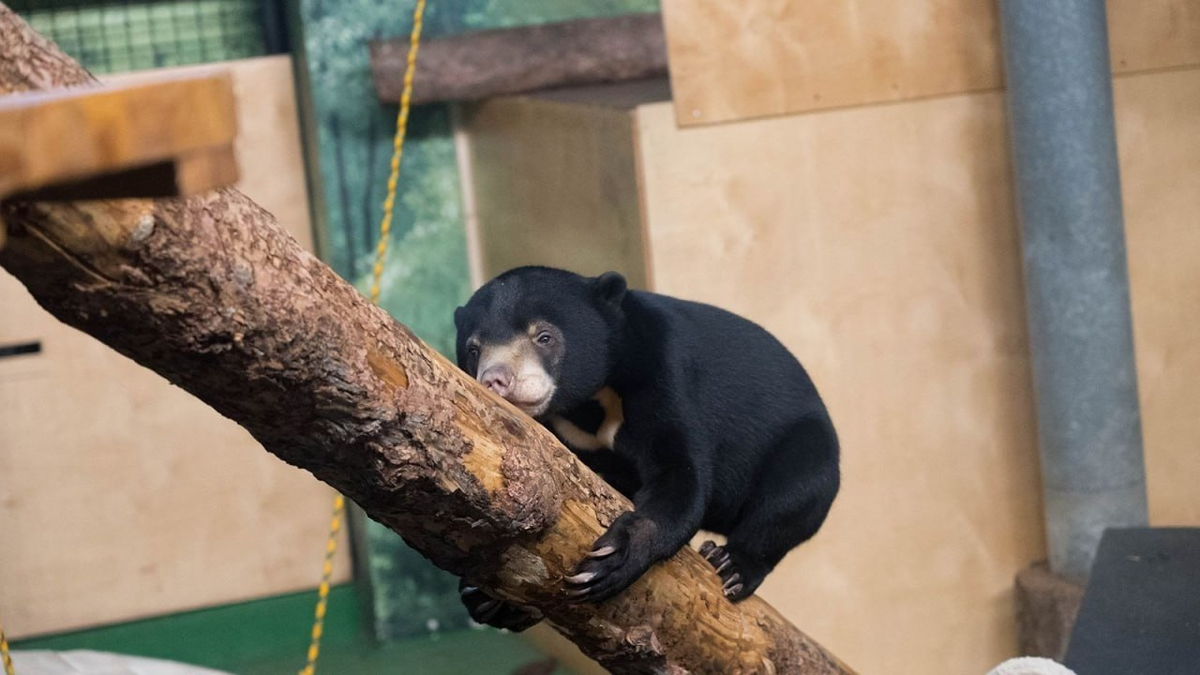 Маша осваивает новый дом в Московском зоопарке