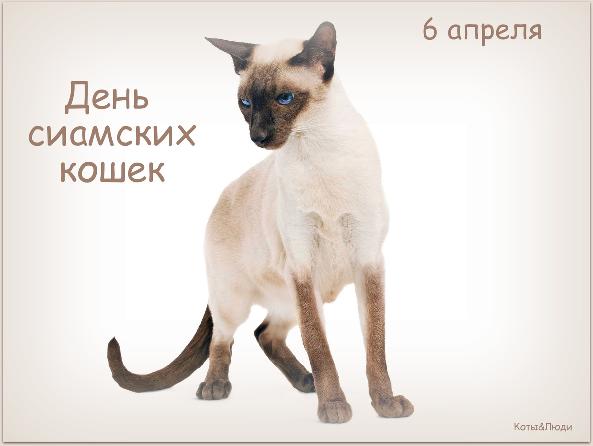Коллаж автора. Источник фото: https://www.royalcanin.com/tr/cats/breeds?page=2