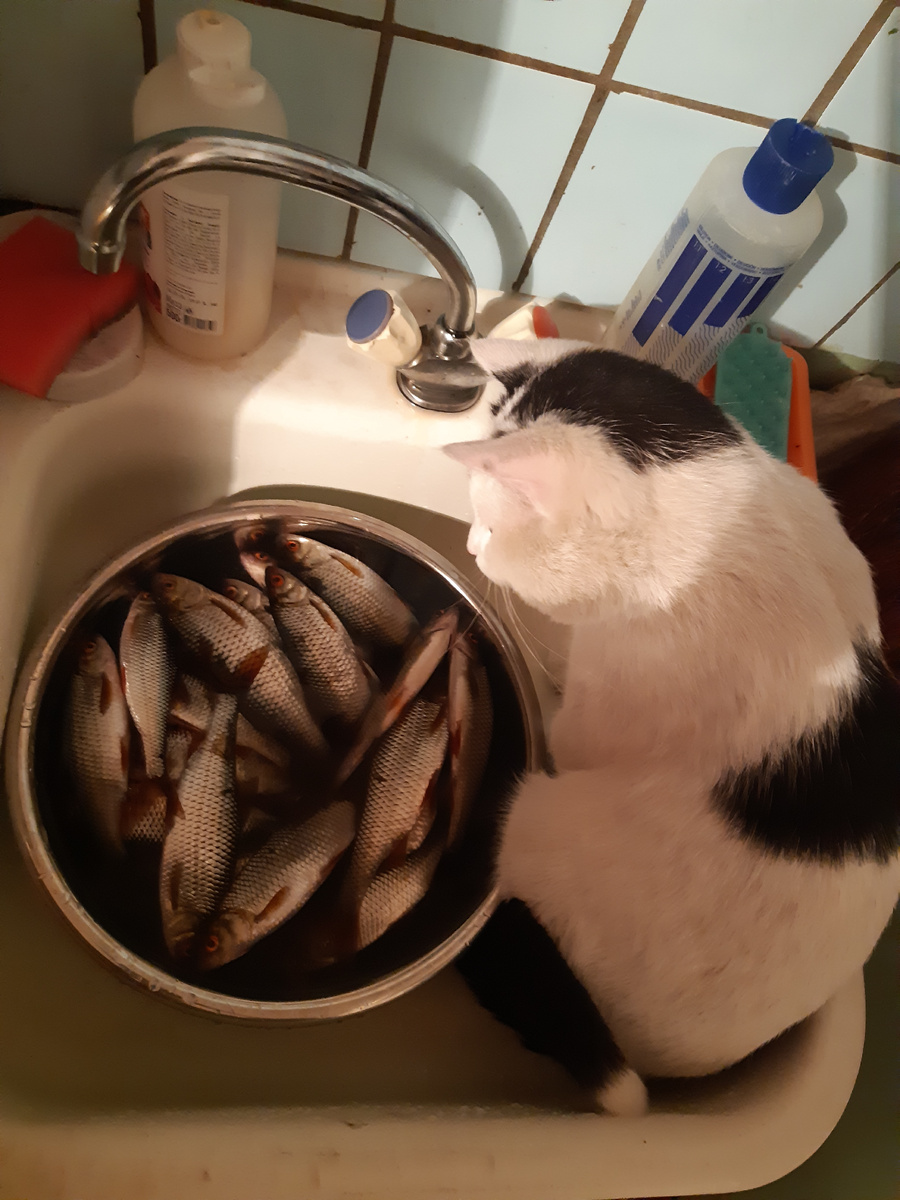 Сидит на пятой точке, пересчитывает рыбов своих.